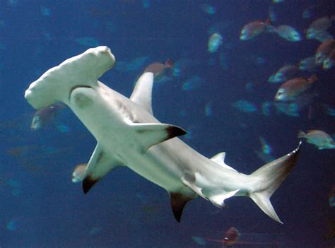 hammer fish|Hammerhead shark .